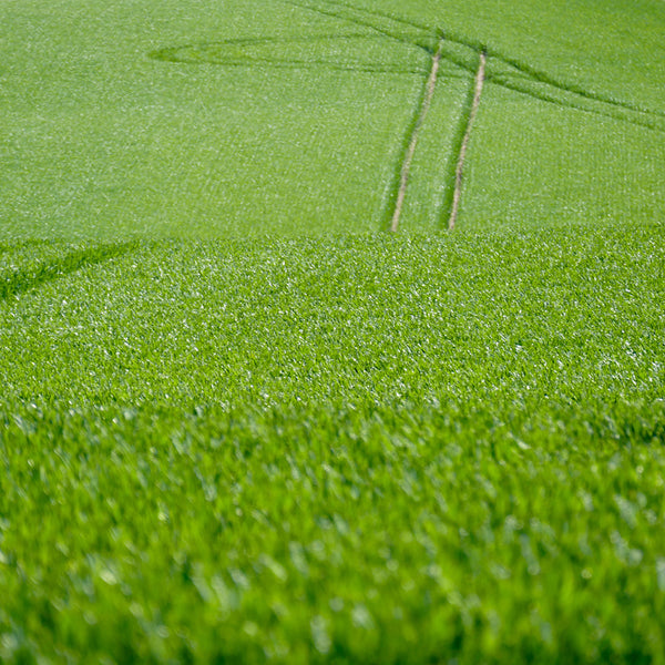 Spring Greens